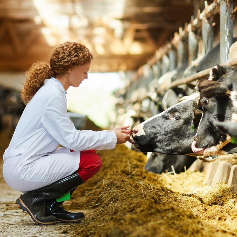 Curso de veterinaria